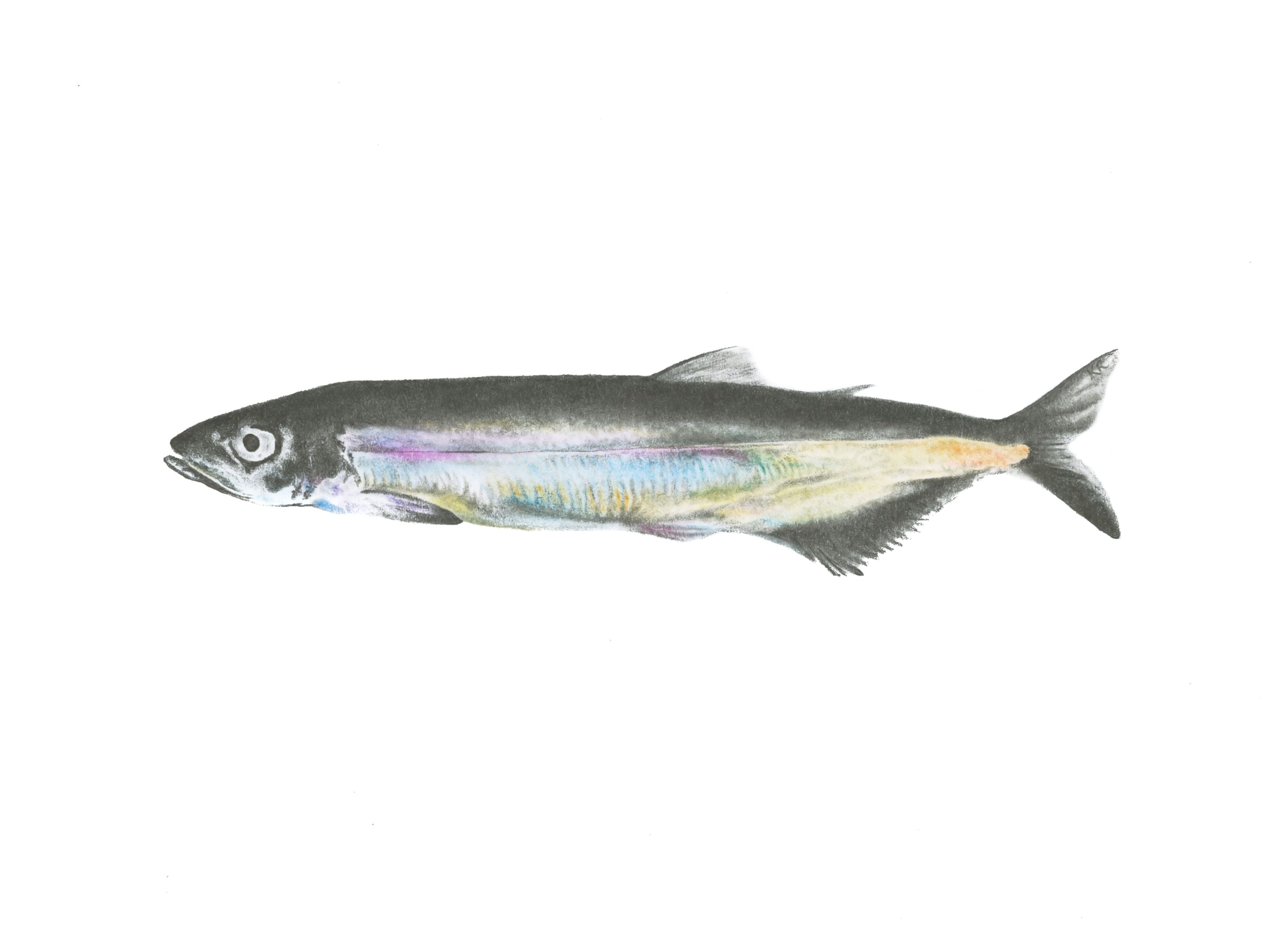 Notecard 5.5" x 4" Premium Matte - "Capelin" Capelin Fish