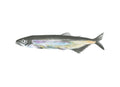 Art Print Limited Edition "Capelin" Capelin Fish