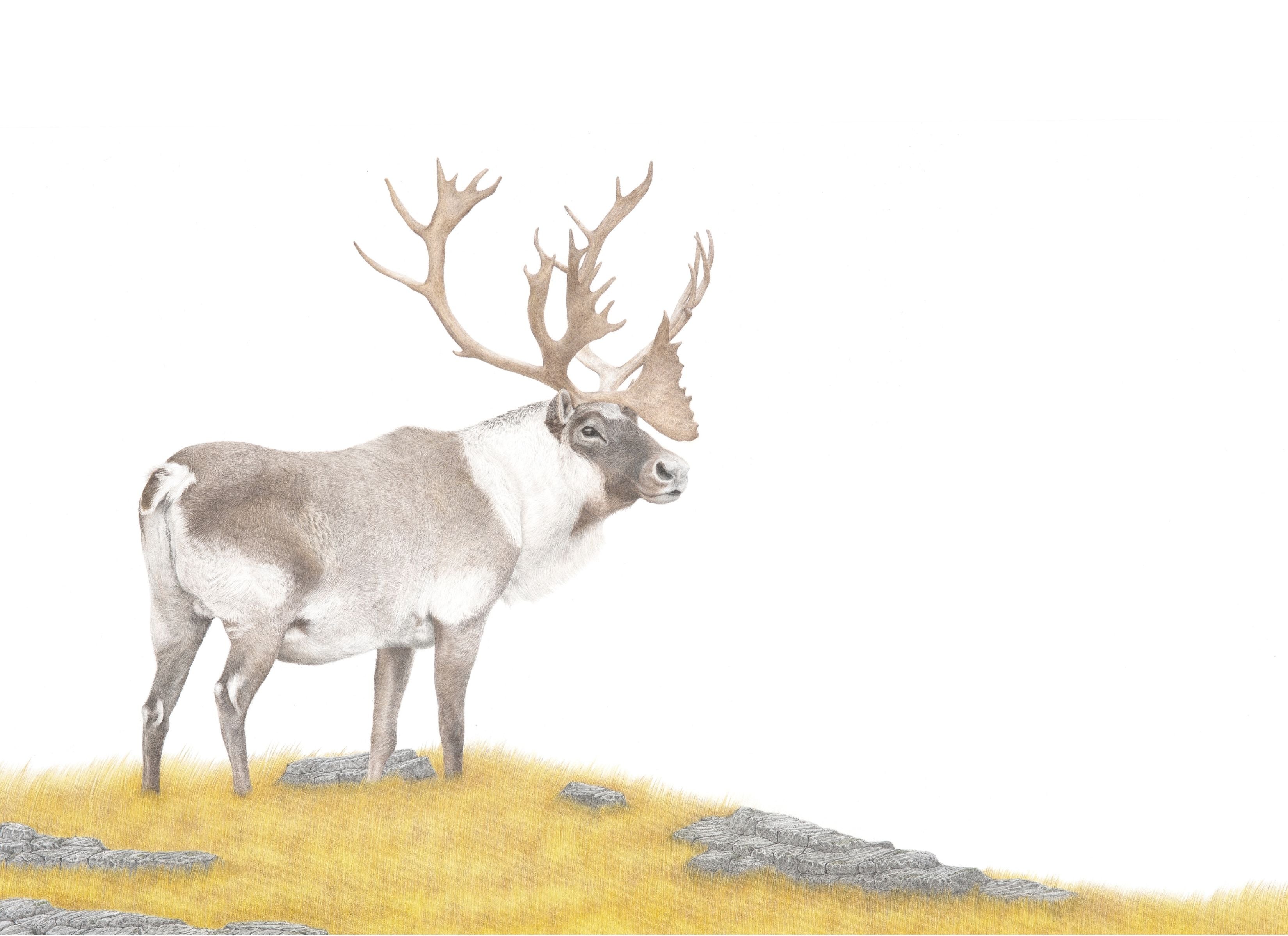 Notecard 5.5" x 4" Premium Matte - "His Majesty" Stag Caribou
