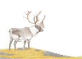 Art Print Limited Edition "His Majesty" Stag Caribou