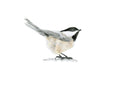 Art Print Limited Edition "Cheerful Chap" Black-Capped Chickadee