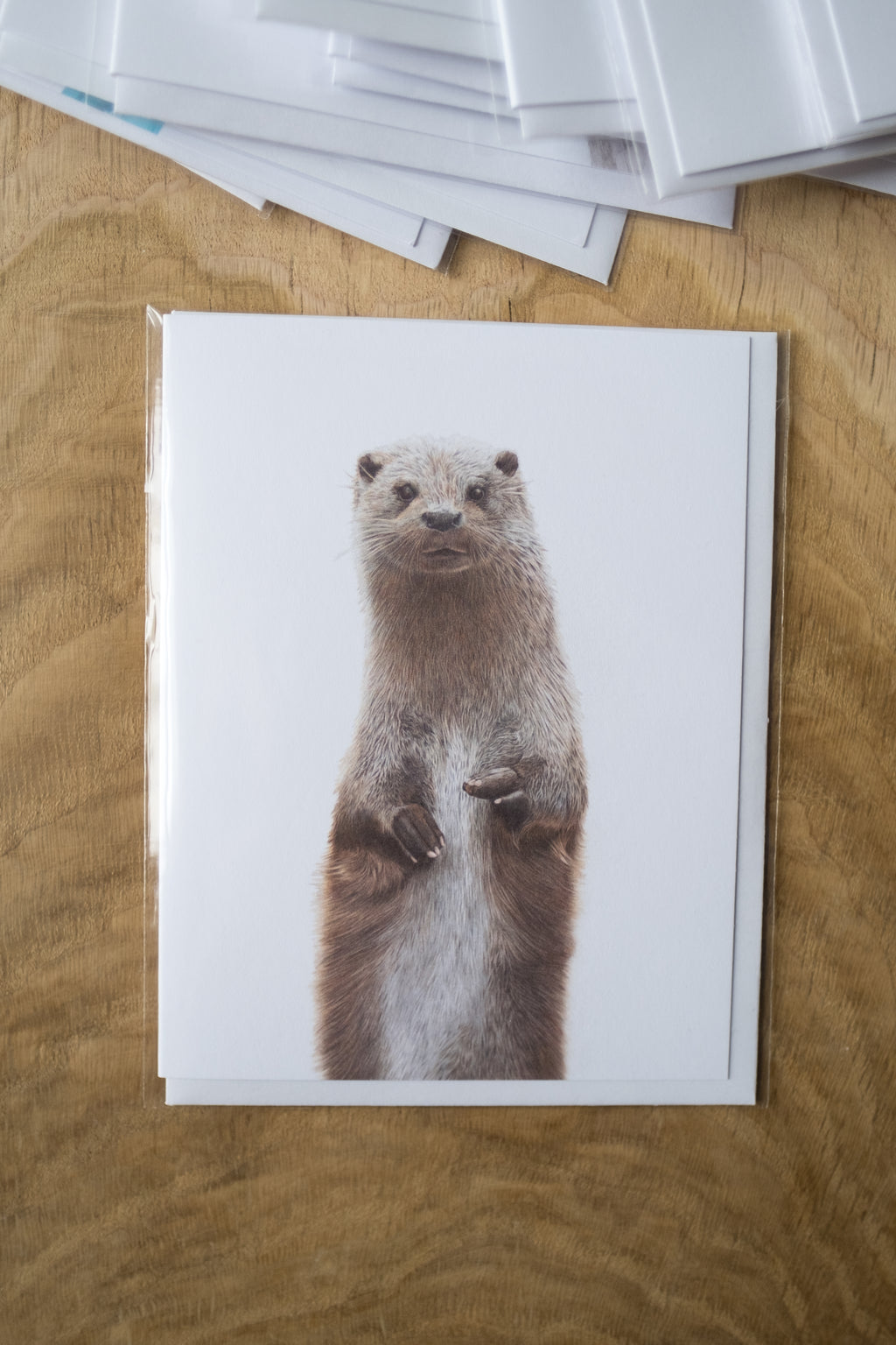 Notecard 5.5" x 4" Premium Matte - "Curiosity" Otter