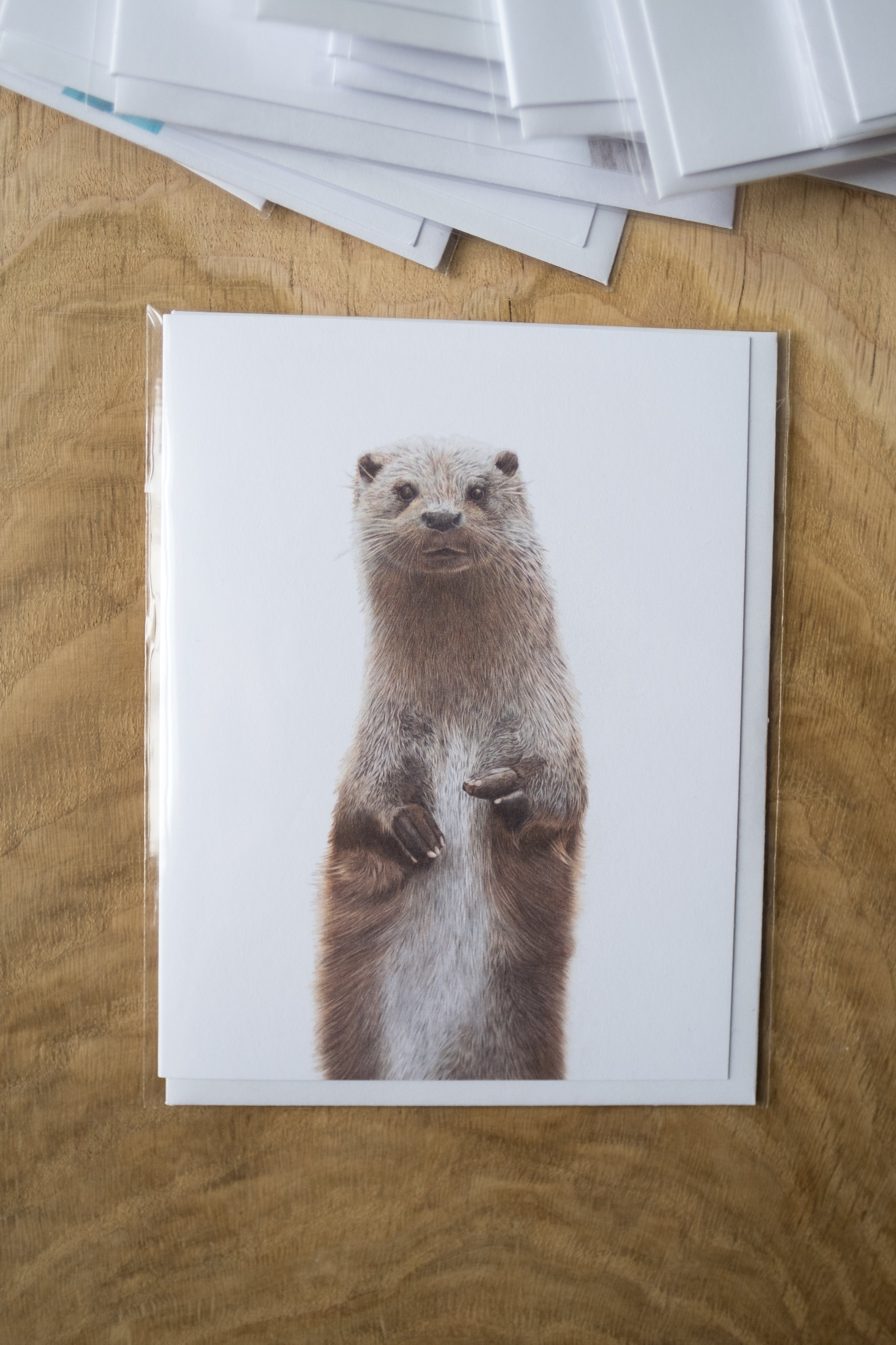 Notecard 5.5" x 4" Premium Matte - "Curiosity" Otter