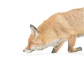 Notecard 5.5" x 4" Premium Matte - "Pursuit" Red Fox