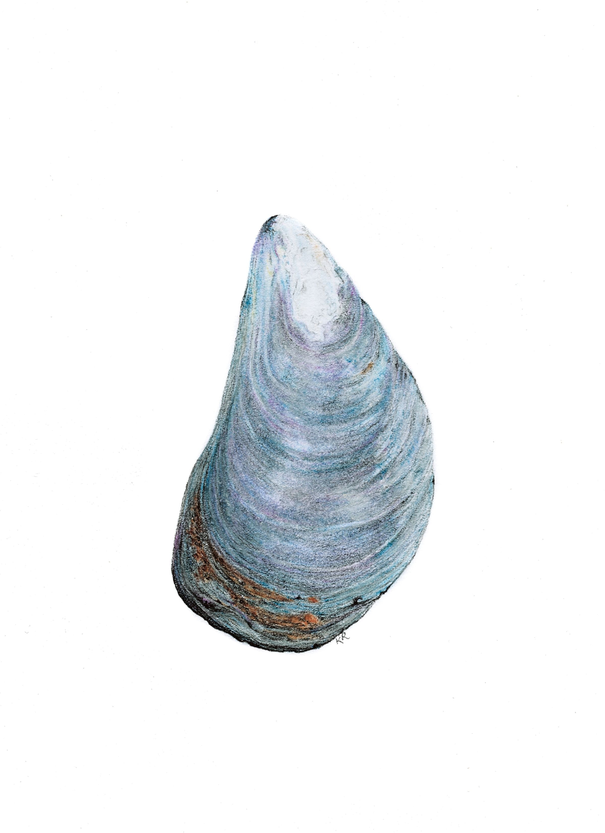 Notecard 5.5" x 4" Premium Matte - "Blue Mussel" Mussel Shell