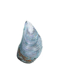 Art Print Limited Edition "Blue Mussel" Mussel Shell