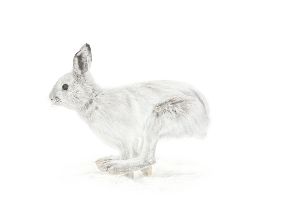 Notecard 5.5" x 4" Premium Matte - "Flight" Snowshoe Hare