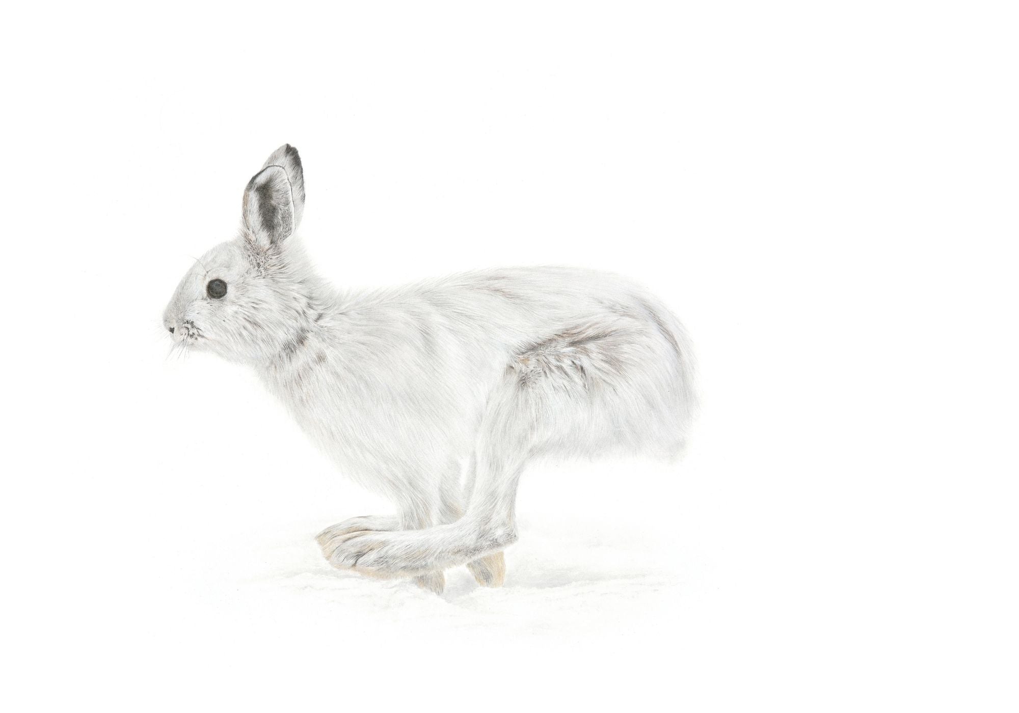 Notecard 5.5" x 4" Premium Matte - "Flight" Snowshoe Hare