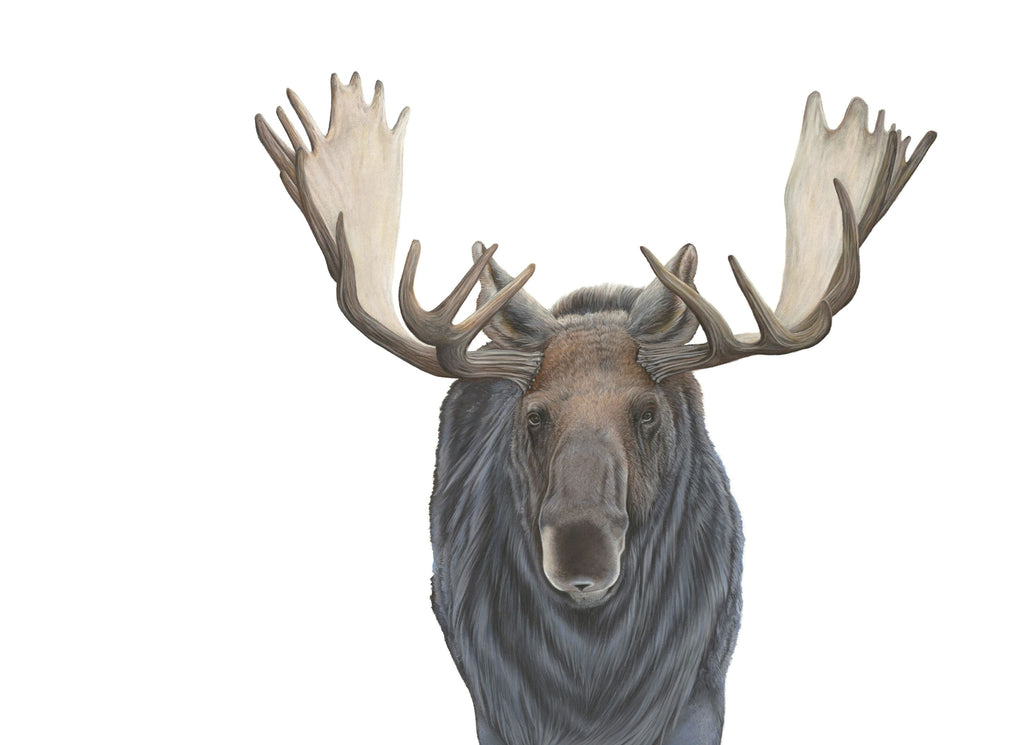 Notecard 5.5" x 4" Premium Matte - "Wanderer" Bull Moose