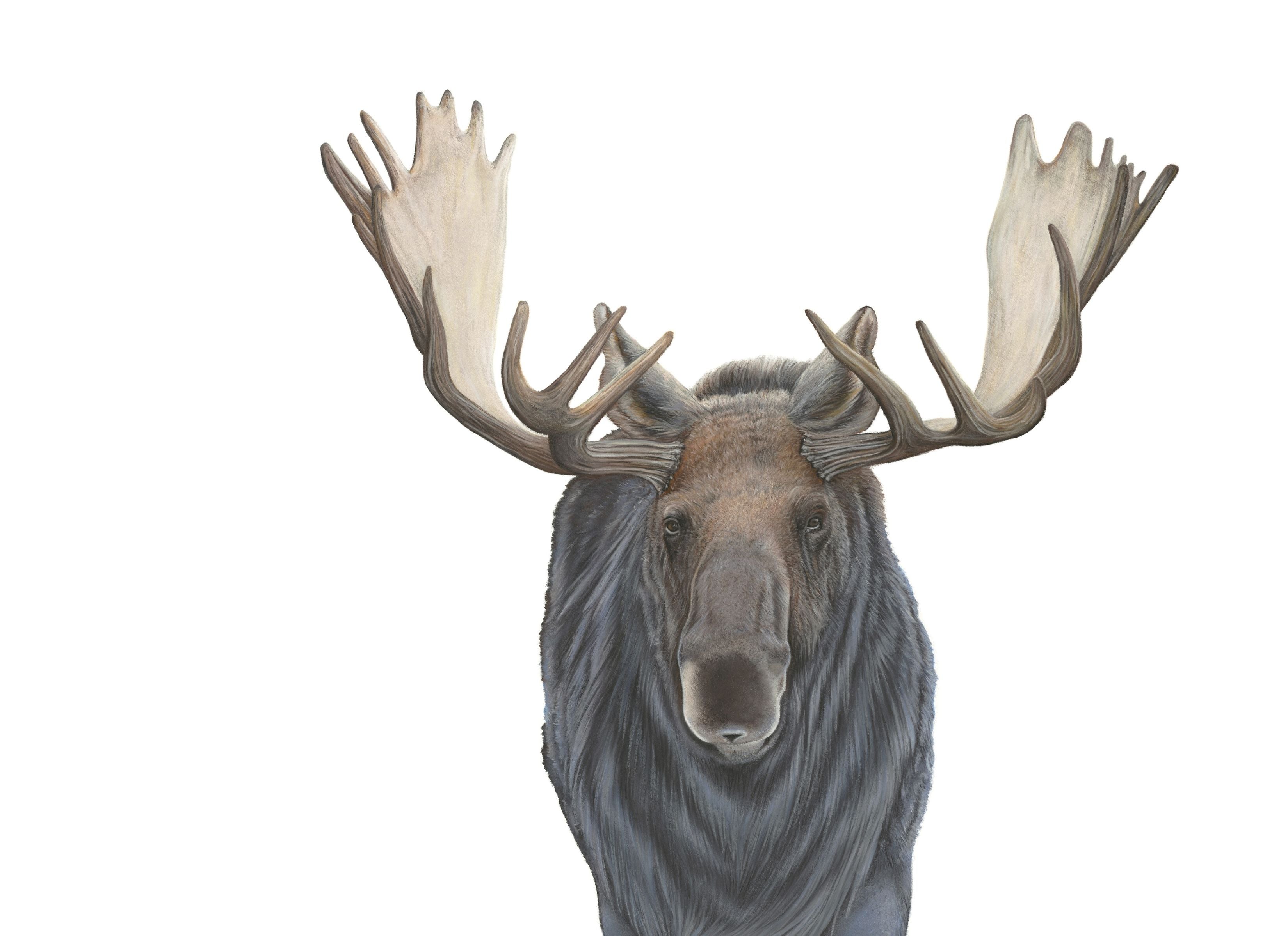 Art Print Limited Edition "Wanderer" Bull Moose