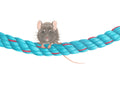 Art Print Limited Edition "Hold Fast" Mouse on Rope