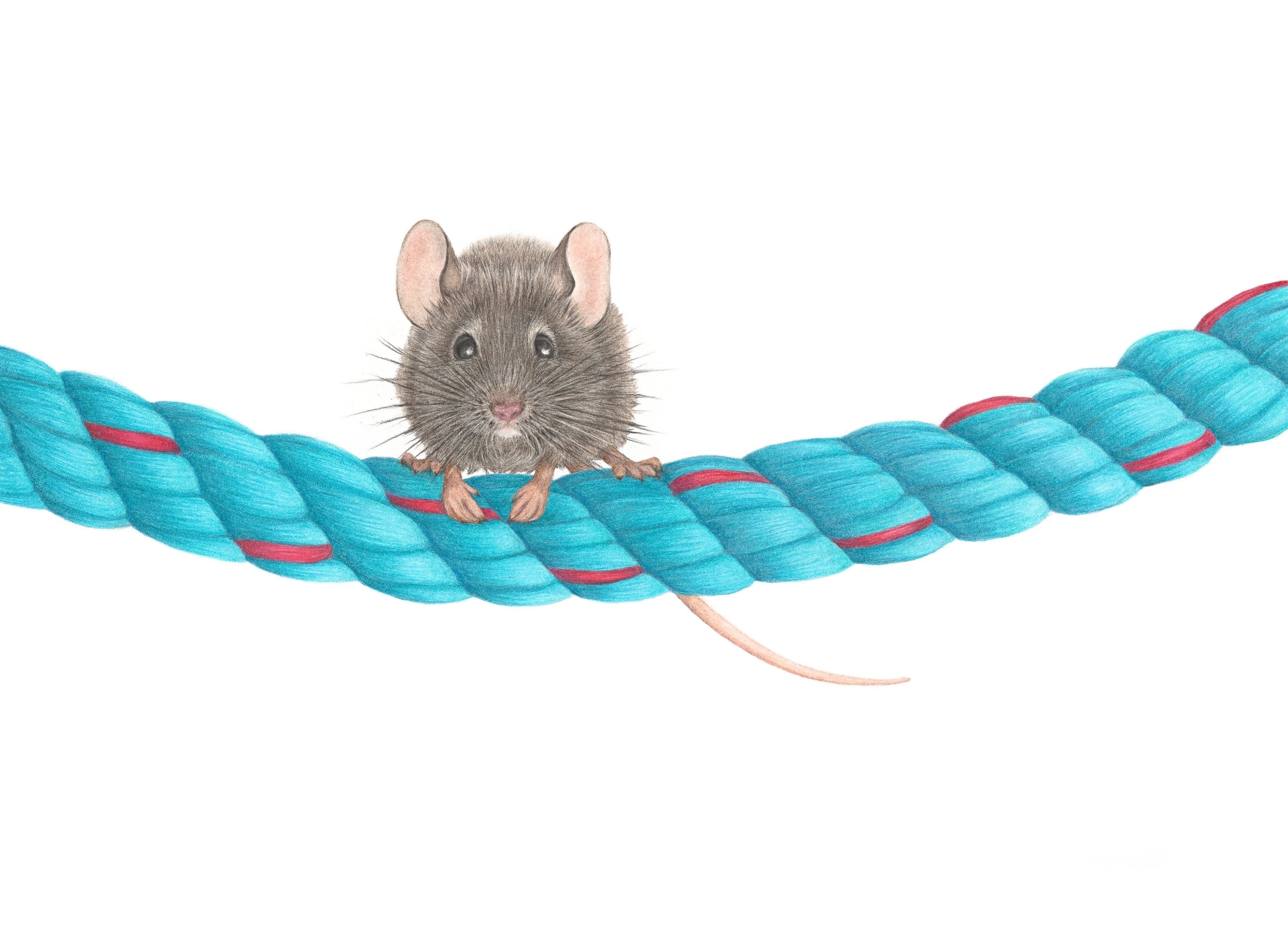 Art Print Limited Edition "Hold Fast" Mouse on Rope