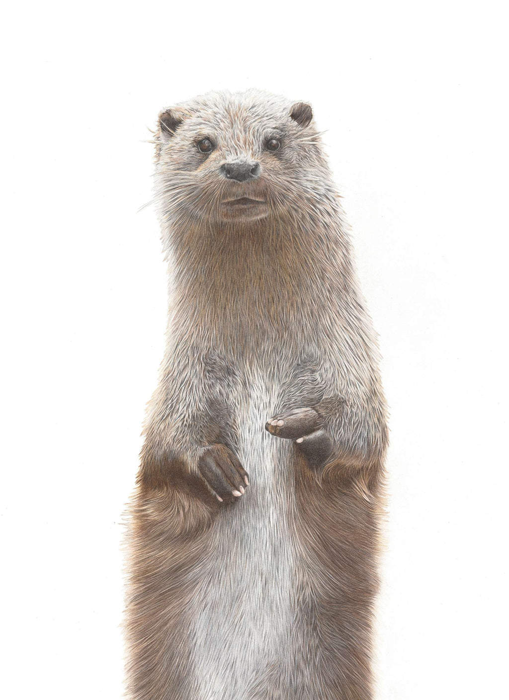 Notecard 5.5" x 4" Premium Matte - "Curiosity" Otter