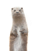 Notecard 5.5" x 4" Premium Matte - "Curiosity" Otter