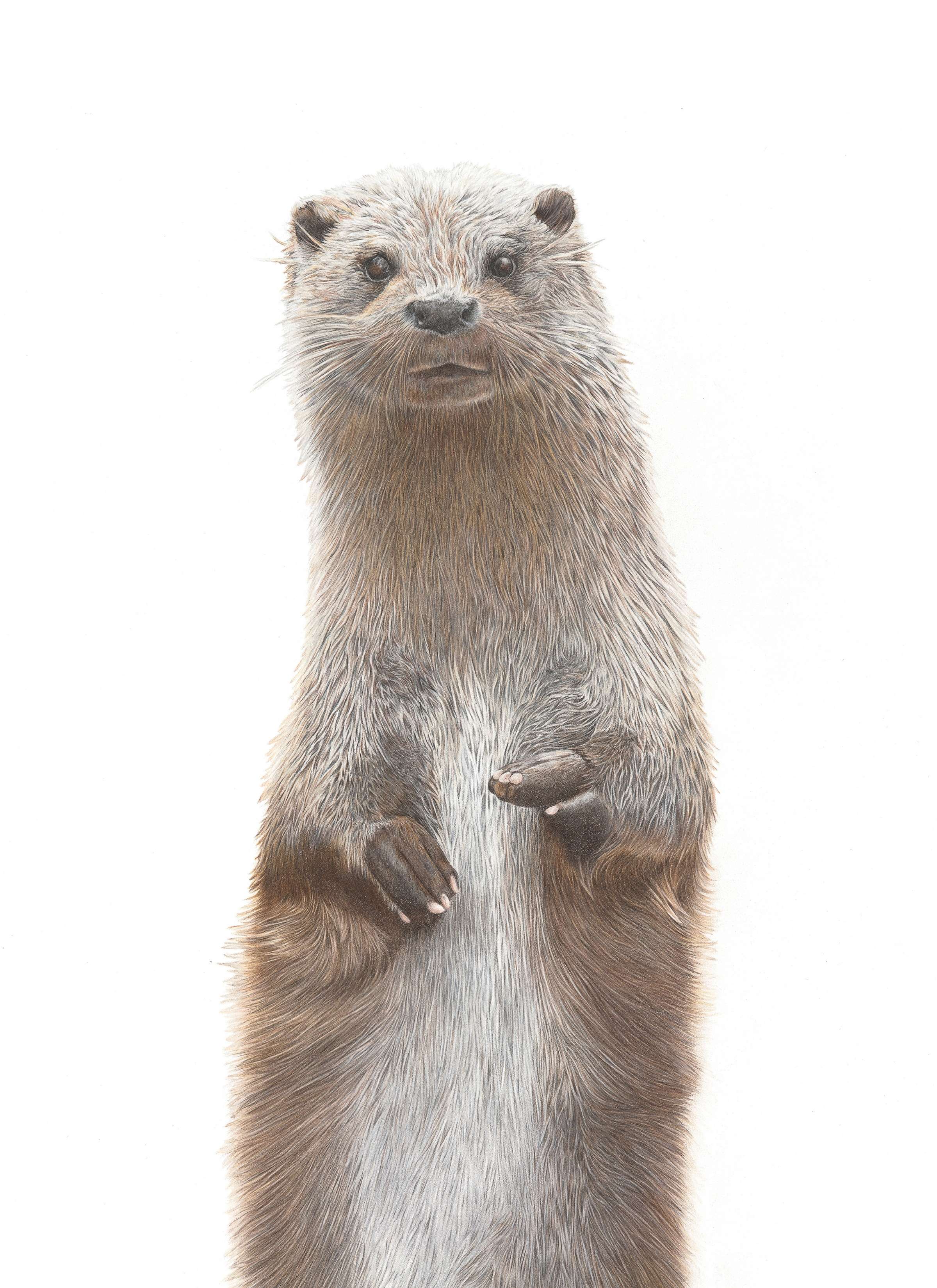 Art Print Limited Edition "Curiosity" River Otter