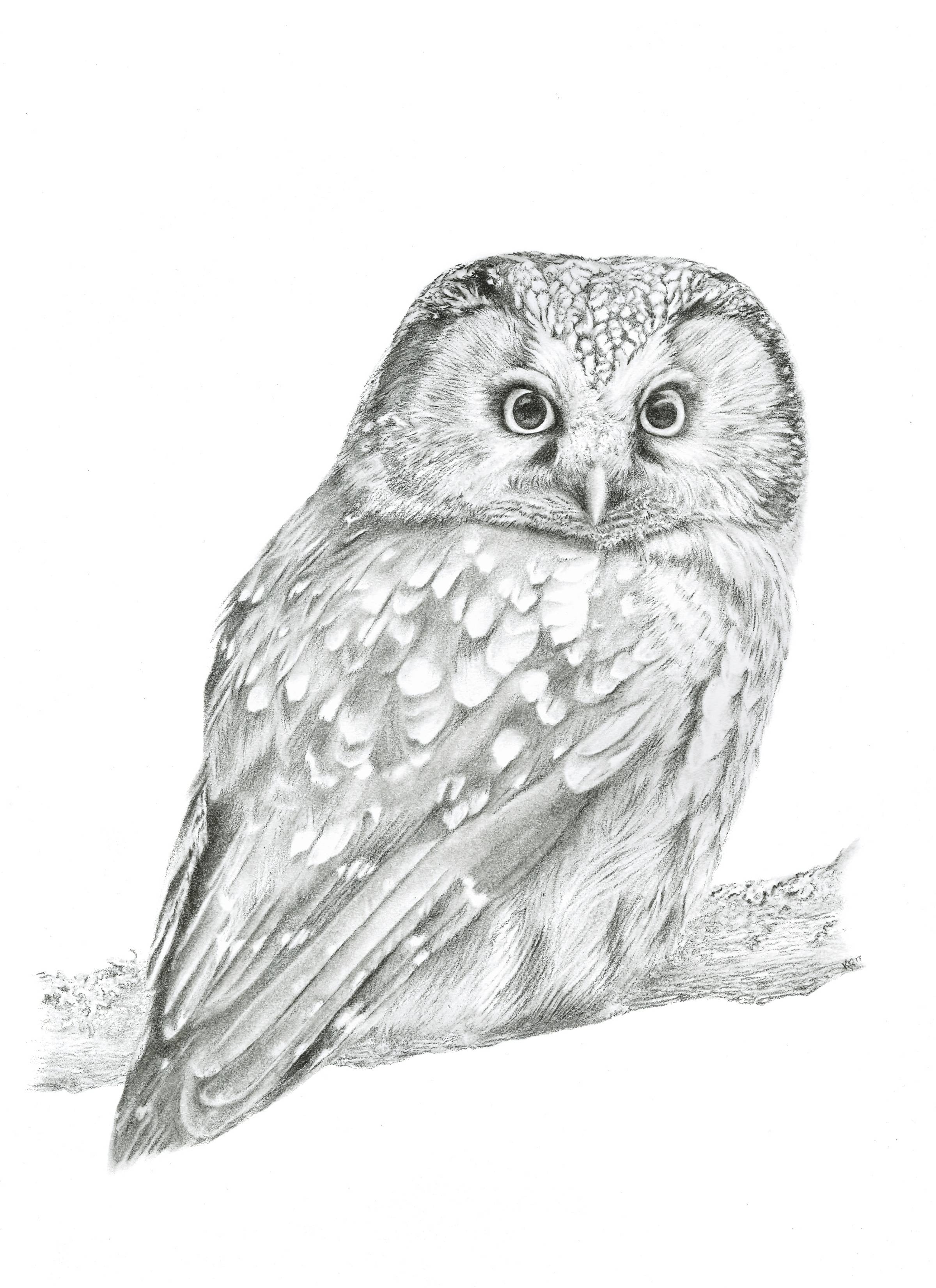 Notecard 5.5" x 4" Premium Matte - "Spotted" Owl