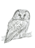 Art Print Limited Edition "Spotted" Boreal Owl Pencil