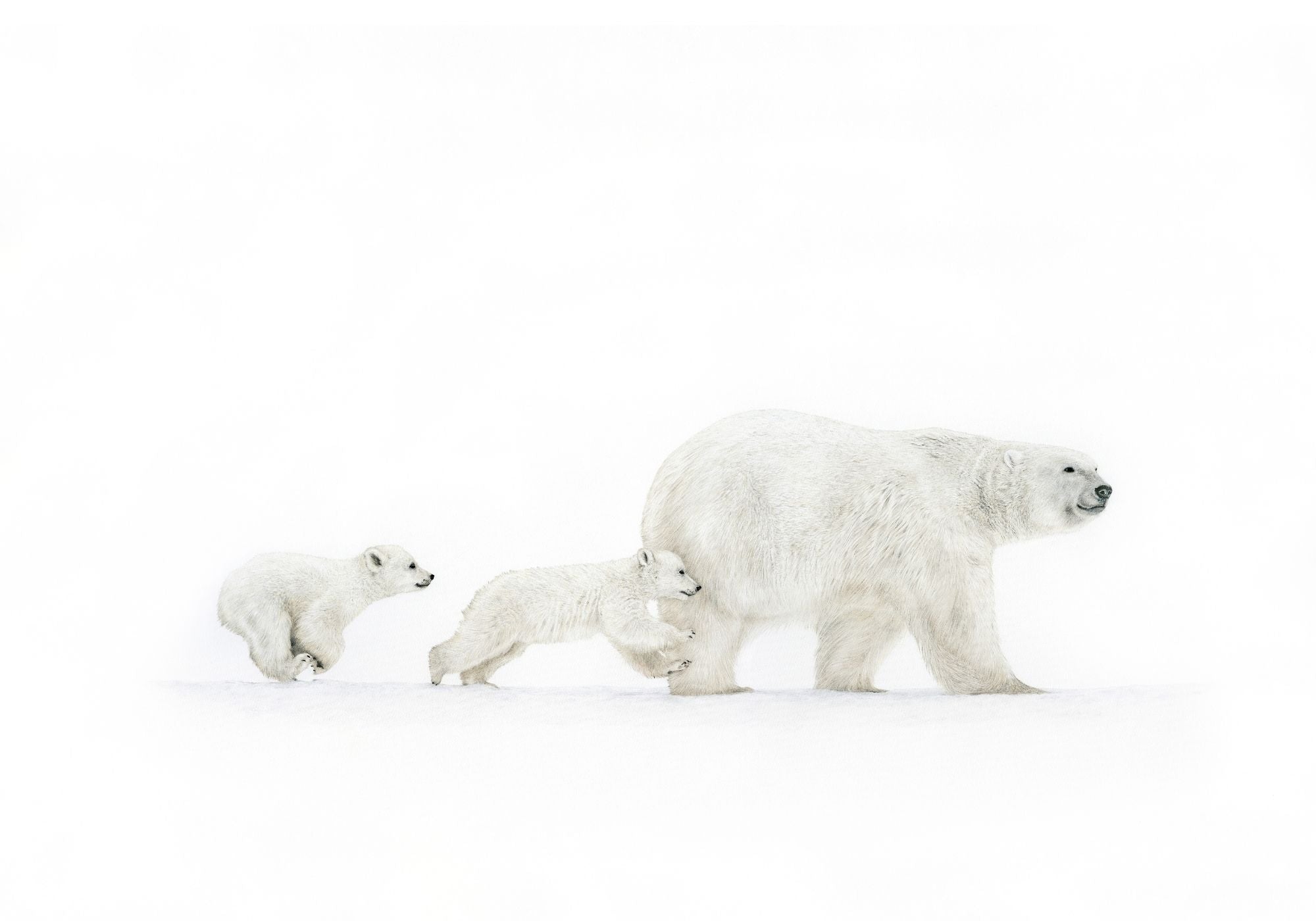 Art Print Limited Edition "Come On We Goes" Polar Bears