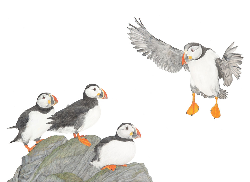 Notecard 5.5" x 4" Premium Matte - "Scoot Over" Puffins