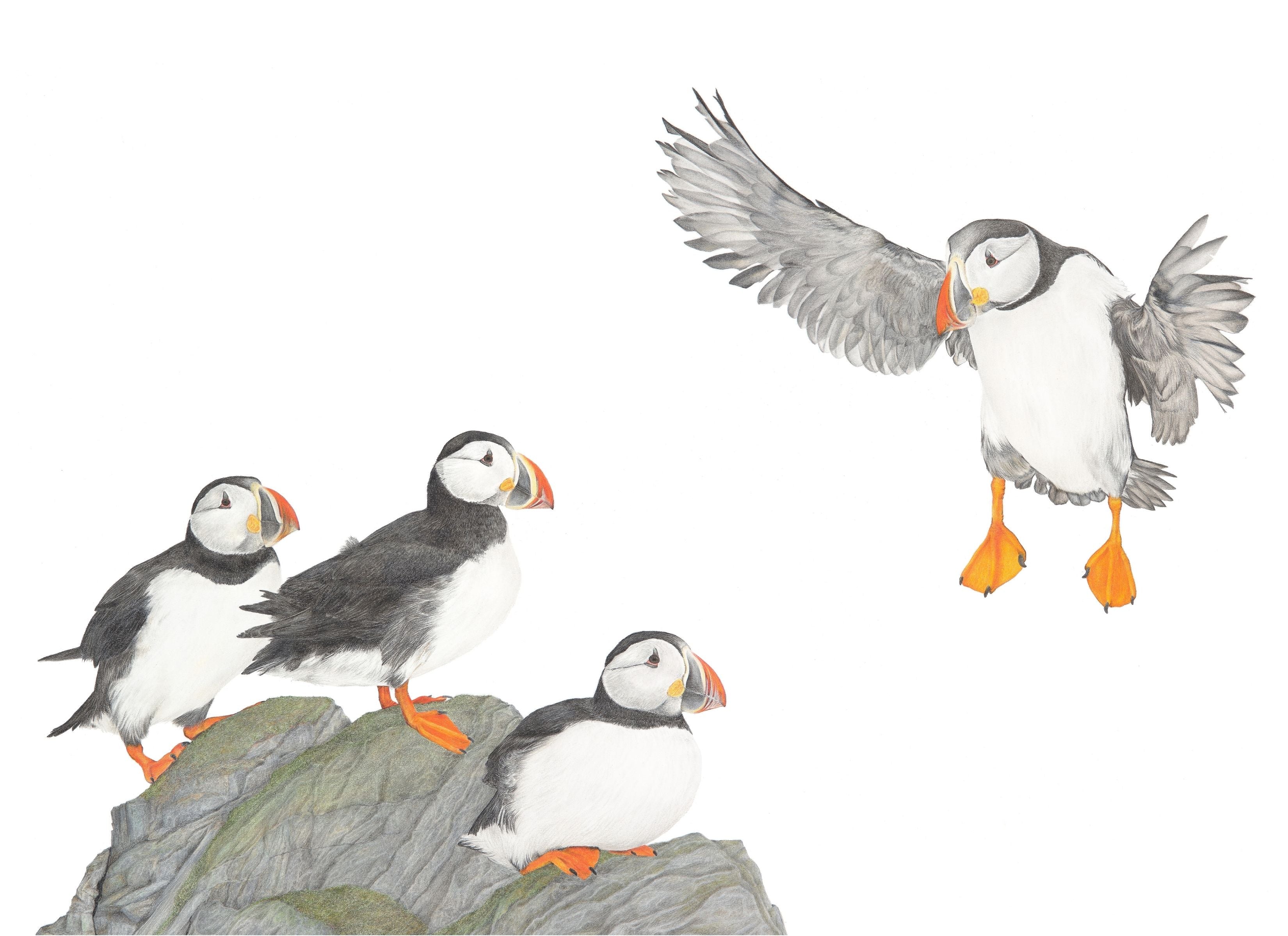 Notecard 5.5" x 4" Premium Matte - "Scoot Over" Puffins
