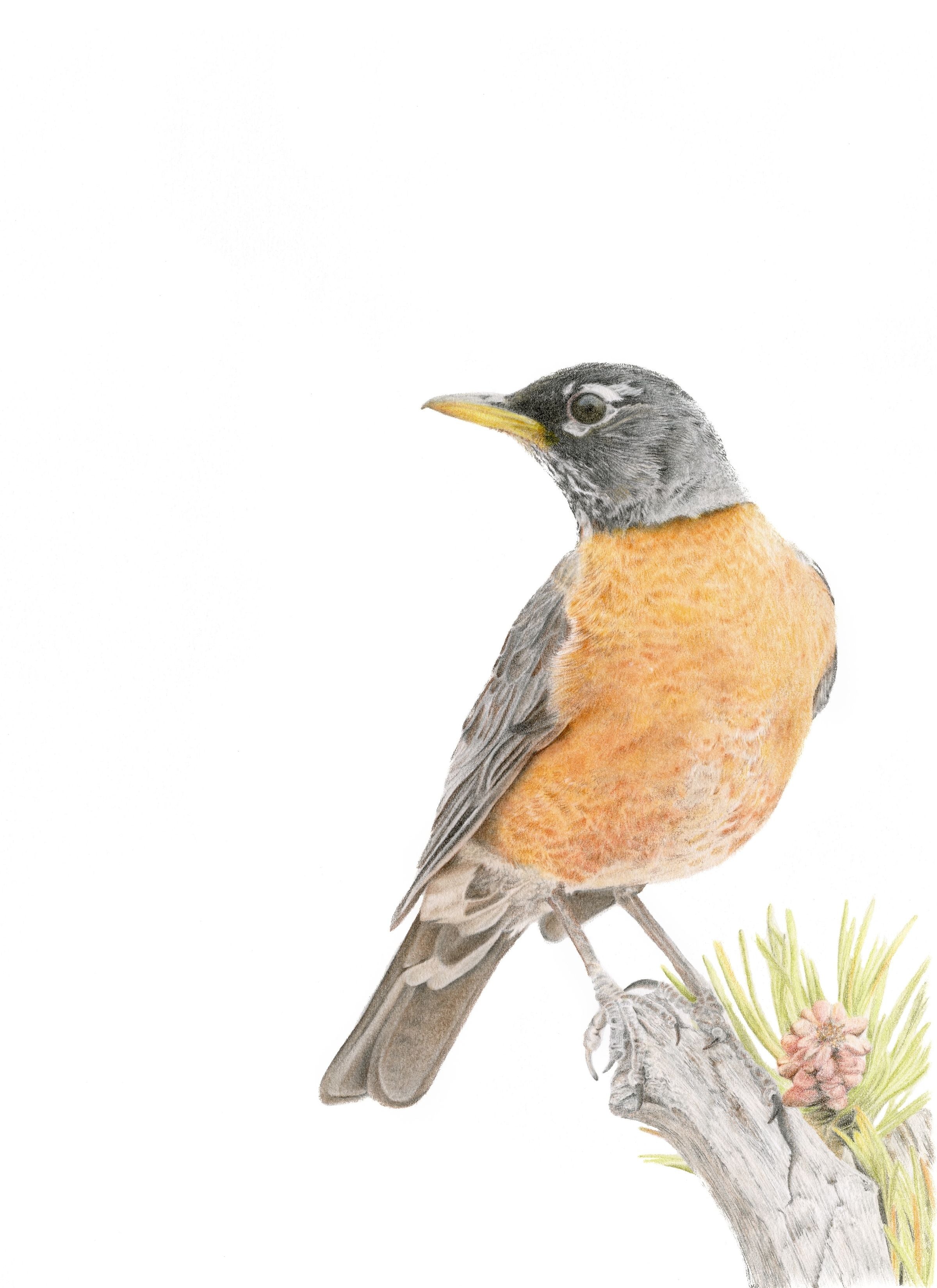 Notecard 5.5" x 4" Premium Matte - "Sign of Spring" American Robin