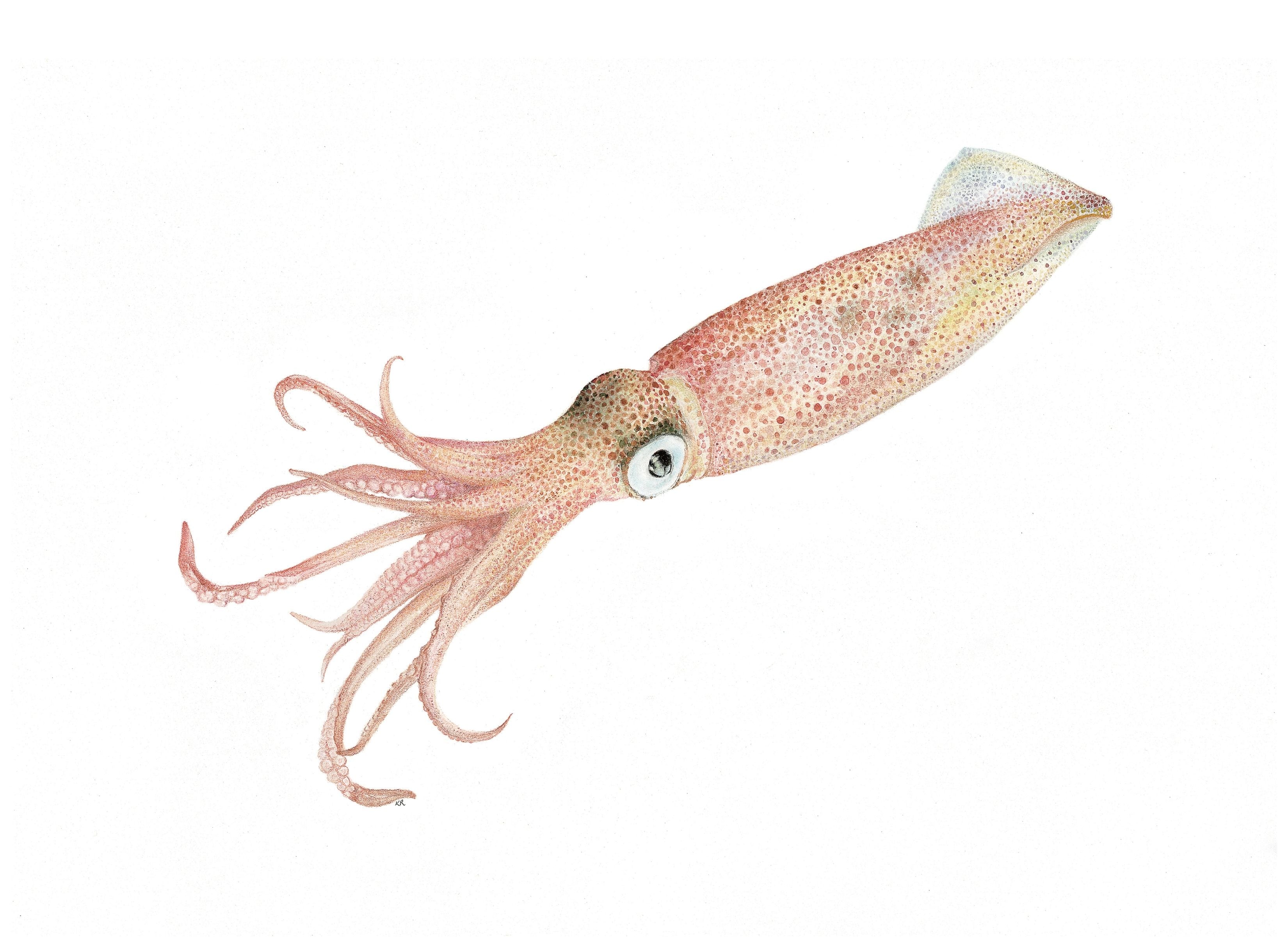 Notecard 5.5" x 4" Premium Matte - "Chromatically Correct" Squid